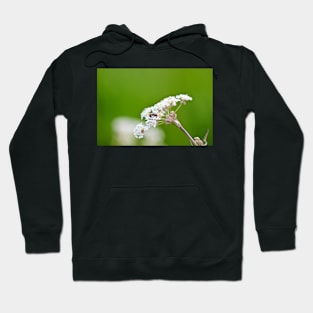 Ladybug Emerging Hoodie